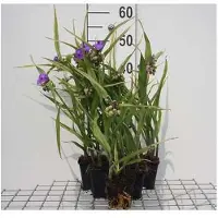 GRDplanten 6 x Tradescantia (a) 'Leonora' - Tradescantia - pot 9 x 9 cm