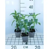 GRDplanten 6 x Monarda hybr. 'Beauty of Cobham' - Ortie indienne - Pot de 9 x 9 cm