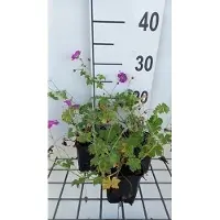GRDplanten 6 x Geranium river. 'Russell Prichard' - Storchenschnabel- Topf 9 x 9 cm