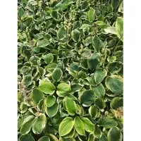 GRDplanten 6 x Hosta hybr. 'Carnival' - Hosta - pot 9 x 9 cm