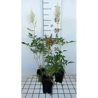 GRDplanten 6 x Astilbe (a) 'Weisse Gloria' - Astilbe - pot 9 x 9 cm