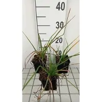 GRDplanten 6 x Kniphofia hybr. 'Royal Standard' - Lys torche - Pot de 9 x 9 cm