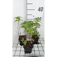 GRDplanten 6 x Monarda hybr. 'Fishes' - ortie indienne - pot 9 x 9 cm