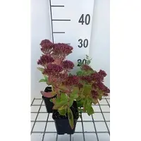 GRDplanten 6 x Sedum hybr. 'Carl' - Fat leaf - Pot de 9 x 9 cm