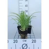 GRDplanten 6 x Hemerocallis hybr. 'Pink Damask' - hémérocalle - pot 9 x 9 cm