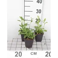 GRDplanten 6 x Salvia nemorosa - Mousse étoilée - Pot 9 x 9 cm