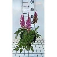 GRDplanten 6 x Astilbe chin. 'Purpurkerze' - Astilbe magnifique - pot 9 x 9 cm