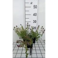 GRDplanten 6 x Thymus serpyllum - Thym - pot 9 x 9 cm