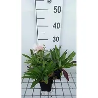 GRDplanten 6 x Stokesia laevis 'Alba' - Ziest - pot 9 x 9 cm