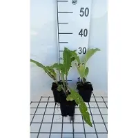 GRDplanten 6 x Inula helenium - Alant - pot 9 x 9 cm