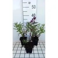 GRDplanten 6 x Aster n.-a. 'Barr's Blue' - Aster d'automne - pot 9 x 9 cm