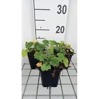 GRDplanten 6 x Malva sylv. primley Blue' - Mauve - Pot 9 x 9 cm