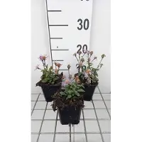 GRDplanten 6 x Aster radula 'August Sky' - Aster d'automne - pot 9 x 9 cm