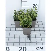 GRDplanten 12 x Euonymus jap. 'Microphyllus' - Fusain du Japon à petites feuilles - pot 9 cm x 9 cm