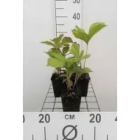 GRDplanten 6 x Rodgersia aesculifolia - Feuilles d'ornement à feuilles de châtaignier - pot 9 x 9 cm