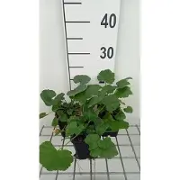 GRDplanten 6 x Malva alcea 'Fastigiata' - Mauve - pot 9 x 9 cm