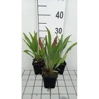 GRDplanten 6 x Echinacea pallida 'Hula Dancer' - coneflower - pot 9 x 9 cm