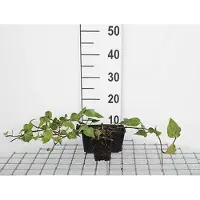 GRDplanten 12 x Hedera colchica - Lierre du Caucase - Pot 9 cm x 9 cm