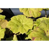 GRDplanten 6 x Astilboides tabularis (rodgersia tabularis) - Astilboides - Pot 9 x 9 cm