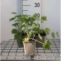 GRDplanten 6 x Delphinium (b) 'Casa Blanca' - Delphinium - Pot 9 x 9 cm