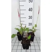 GRDplanten 6 x Persicaria ampl. 'Fascination' - Renouée à bougies - pot 9 x 9 cm