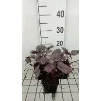 GRDplanten 6 x Heuchera hybr. 'Plum Royale' - Luzule pourpre - Pot 9 x 9 cm
