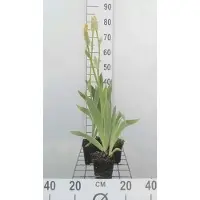 GRDplanten 6 x Iris (germ.) 'Ola Kala' - Iris - Pot 9 x 9 cm
