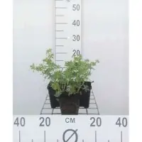 GRDplanten 6 x Géranium sang. 'Album' - Bec de cigogne- Pot 9 x 9 cm