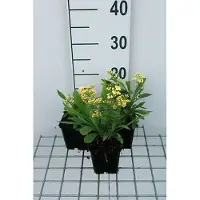 GRDplanten 6 x Solidaster luteus 'Lemore' - Verge d'or - pot 9 x 9 cm
