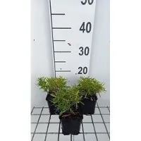 GRDplanten 6 x Iberis semp. 'Fischbeck' - Fleur de l'anse - pot 9 x 9 cm
