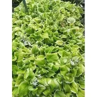 GRDplanten 6 x Hosta hybr. 'Fragrant Bouquet' - Hosta - pot 9 x 9 cm x 9 cm