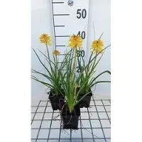 GRDplanten 6 x Kniphofia hybr. 'Banana Popsicle' - Lys torche - pot 9 x 9 cm
