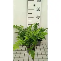 GRDplanten 6 x Dryopteris dilatata ( austriaca) - Fougère vermiforme - Pot 9 x 9 cm