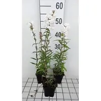 GRDplanten 6 x Phlox (m) 'Delta' - Fleur de flamme - Pot 9 x 9 cm