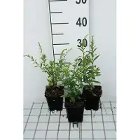 GRDplanten 6 x Solidago rugosa 'Fireworks' - Verge d'or - Pot 9 x 9 cm