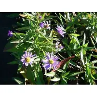GRDplanten 6 x Aster dum. anton Kippenberg' - Aster d'automne - pot 9 x 9 cm