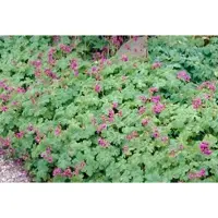 GRDplanten 6 x Geranium macr. 'Czakor' - Bec de cigogne - pot 9 x 9 cm