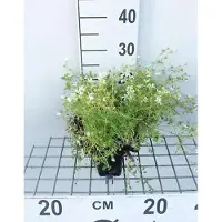 GRDplanten 6 x Saxifraga (a) 'Snow carpet' - Saxifrage mousse - pot 9 x 9 cm