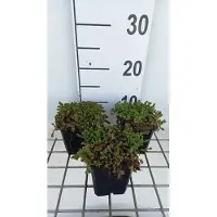 GRDplanten 6 x Sedum sexangulare - Fat leaf - pot 9 x 9 cm