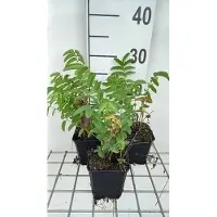 GRDplanten 6 x Sanguisorba off. 'Arnhem' - Pimpinelle - pot 9 x 9 cm