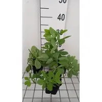 GRDplanten 6 x Baptisia decadence 'Blueberry Sundae' - pseudodictamnus - Topf 9 x 9 cm