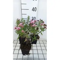 GRDplanten 6 x Aster n.-a. 'Harrington's Pink' - Aster d'automne - pot 9 x 9 cm