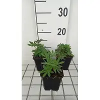 GRDplanten 6 x Lupinus hybr. 'The Governor' ('kastellan') - Lupin - pot 9 x 9 cm