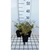GRDplanten 6 x Montia sibirica ( claytonia sibirica) - Montia - Pot 9 x 9 cm