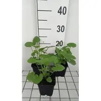 GRDplanten 6 x Sidalcea 'Partygirl' - Prairie Mallow - pot 9 x 9 cm