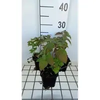 GRDplanten 6 x Monarda hybr. 'Croftway Pink' - Ortie indienne - Pot de 9 x 9 cm