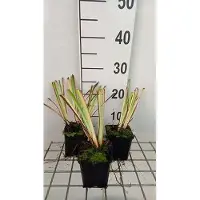 GRDplanten 6 x Iris sib. 'Caesar's Brother' - Iris - pot 9 x 9 cm
