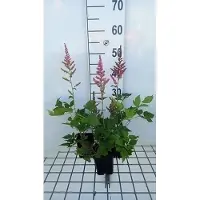 GRDplanten 6 x Astilbe hybr. 'Vision In Pink' - Astilbe magnifique - pot 9 x 9 cm