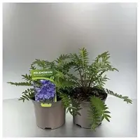 GRDplanten 6 x Polemonium caer. 'Bressingham Purple' - Echelle de Jacob - pot 9 x 9 cm