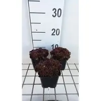 GRDplanten 6 x Sempervivum 'Dark Beauty' - racine interne - pot 9 x 9 cm